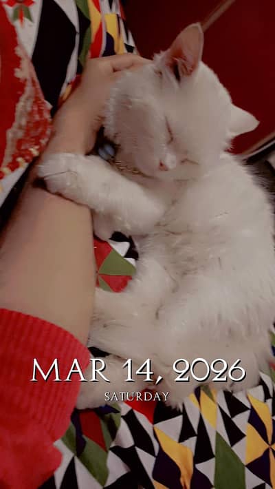 03045577739 only  for mating