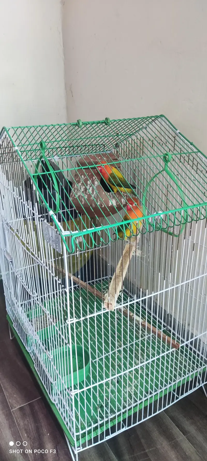 Pair of White Budgie Parrots & Lovebird — photo 4