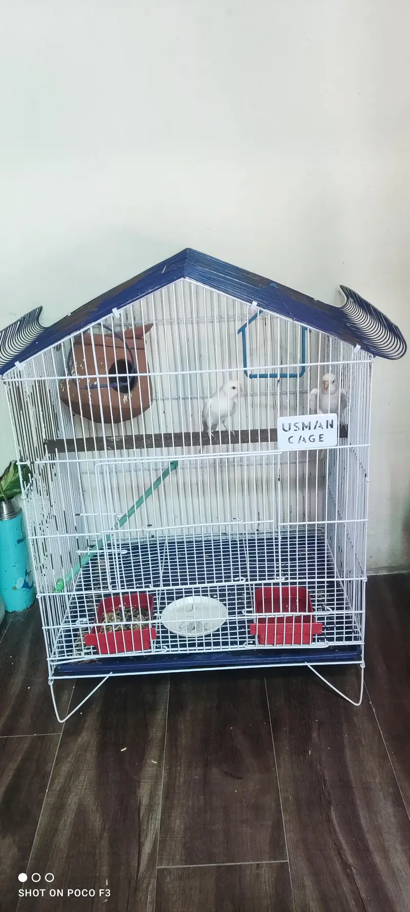 Pair of White Budgie Parrots & Lovebird — photo 5