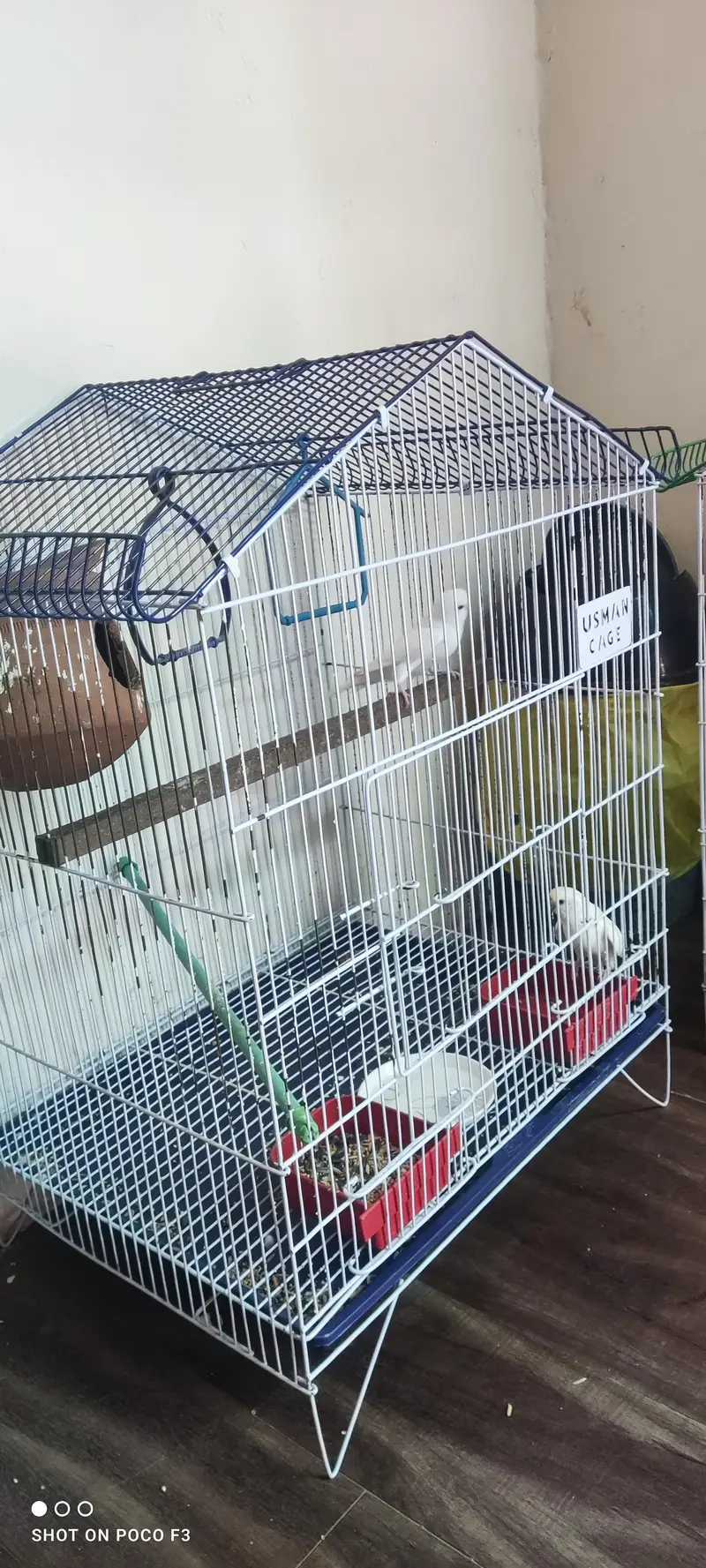 Pair of White Budgie Parrots & Lovebird — photo 6