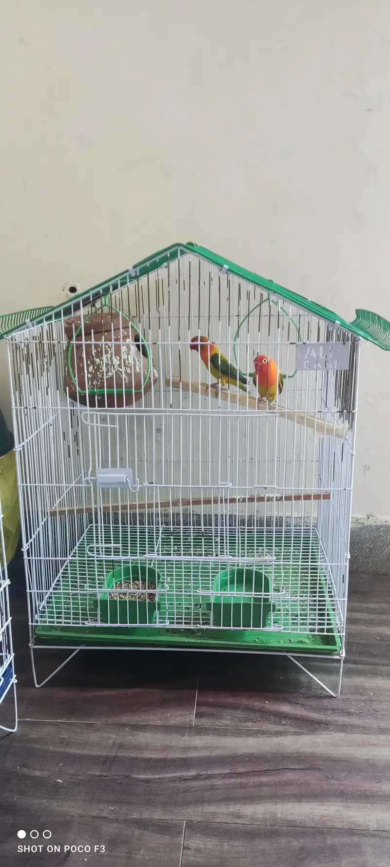 Pair of White Budgie Parrots & Lovebird — photo 7
