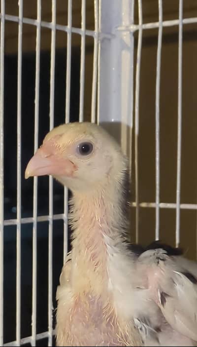 shamo chicks/white shàmo/shamo mianwali/shàmo male/shamo female/aseel