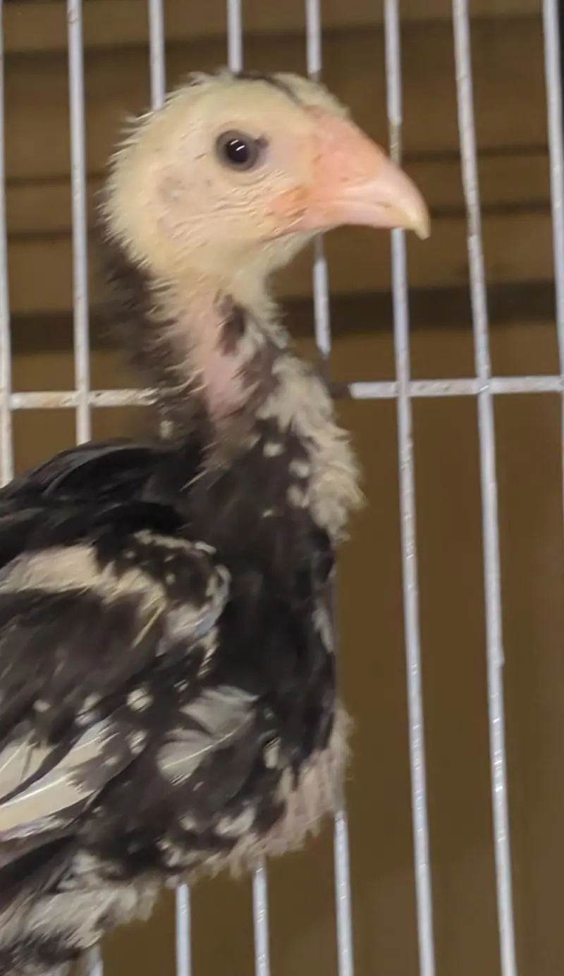 shamo chicks/white shàmo/shamo mianwali/shàmo male/shamo female/aseel — photo 3