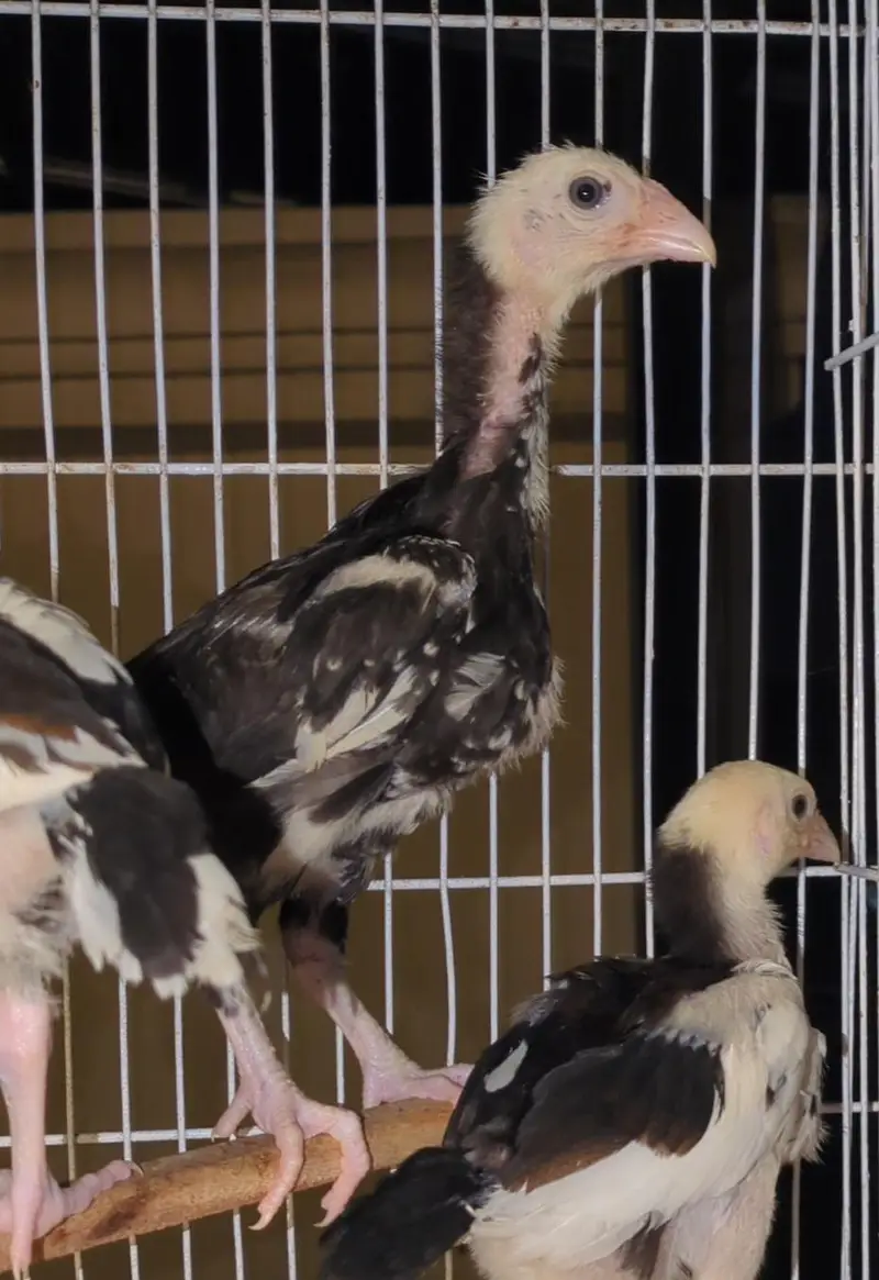 shamo chicks/white shàmo/shamo mianwali/shàmo male/shamo female/aseel — photo 4