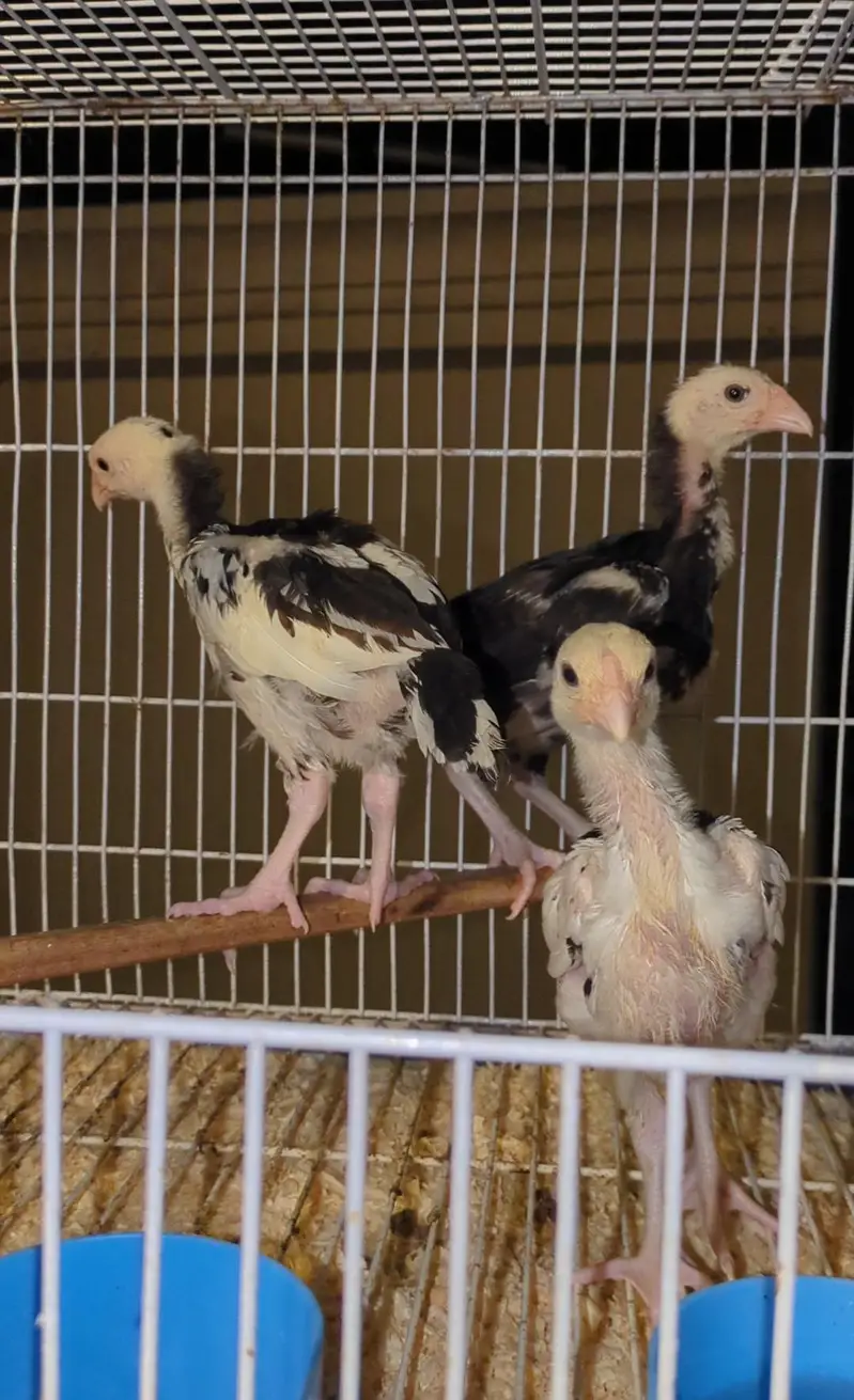 shamo chicks/white shàmo/shamo mianwali/shàmo male/shamo female/aseel — photo 5