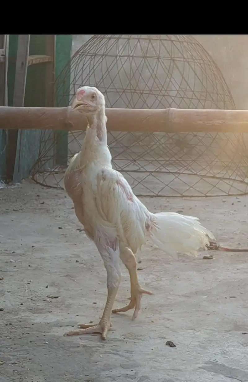 shamo chicks/white shàmo/shamo mianwali/shàmo male/shamo female/aseel — photo 6