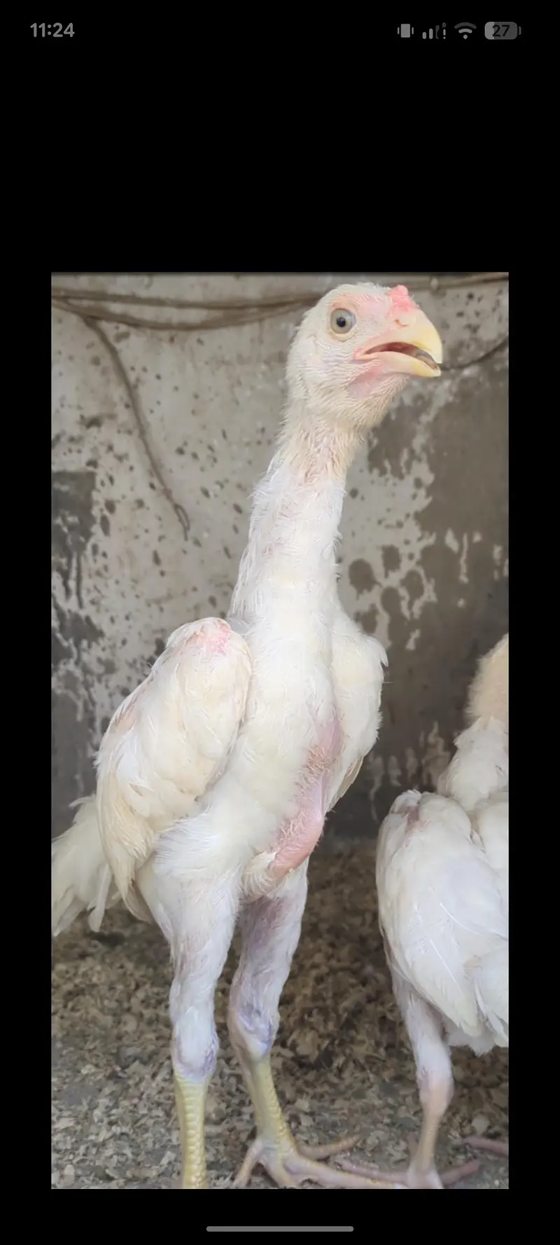 shamo chicks/white shàmo/shamo mianwali/shàmo male/shamo female/aseel — photo 7