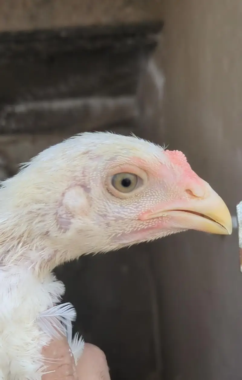 shamo chicks/white shàmo/shamo mianwali/shàmo male/shamo female/aseel — photo 8