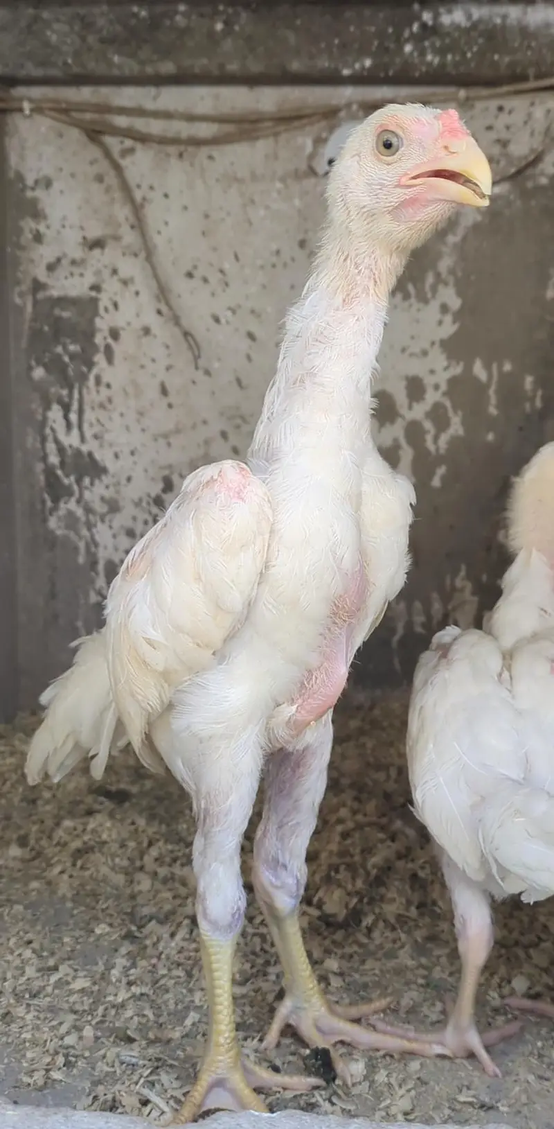 shamo chicks/white shàmo/shamo mianwali/shàmo male/shamo female/aseel — photo 9