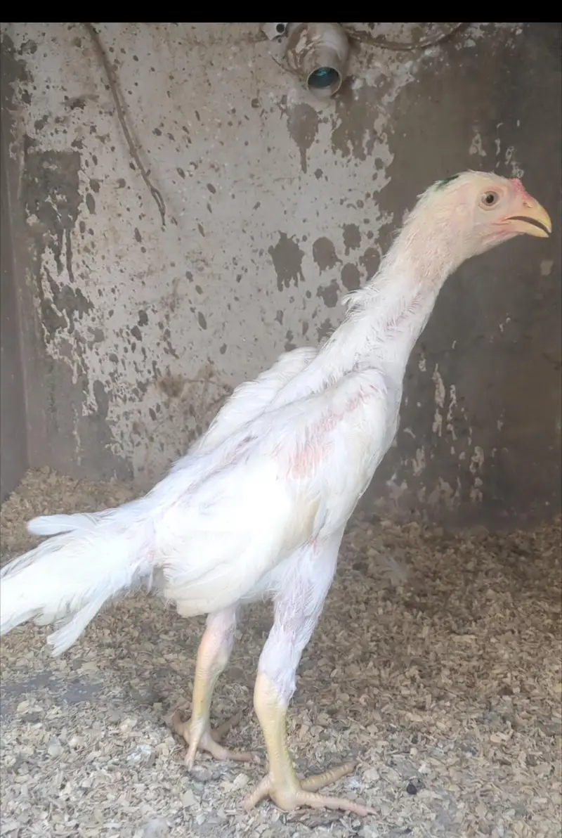 shamo chicks/white shàmo/shamo mianwali/shàmo male/shamo female/aseel — photo 10