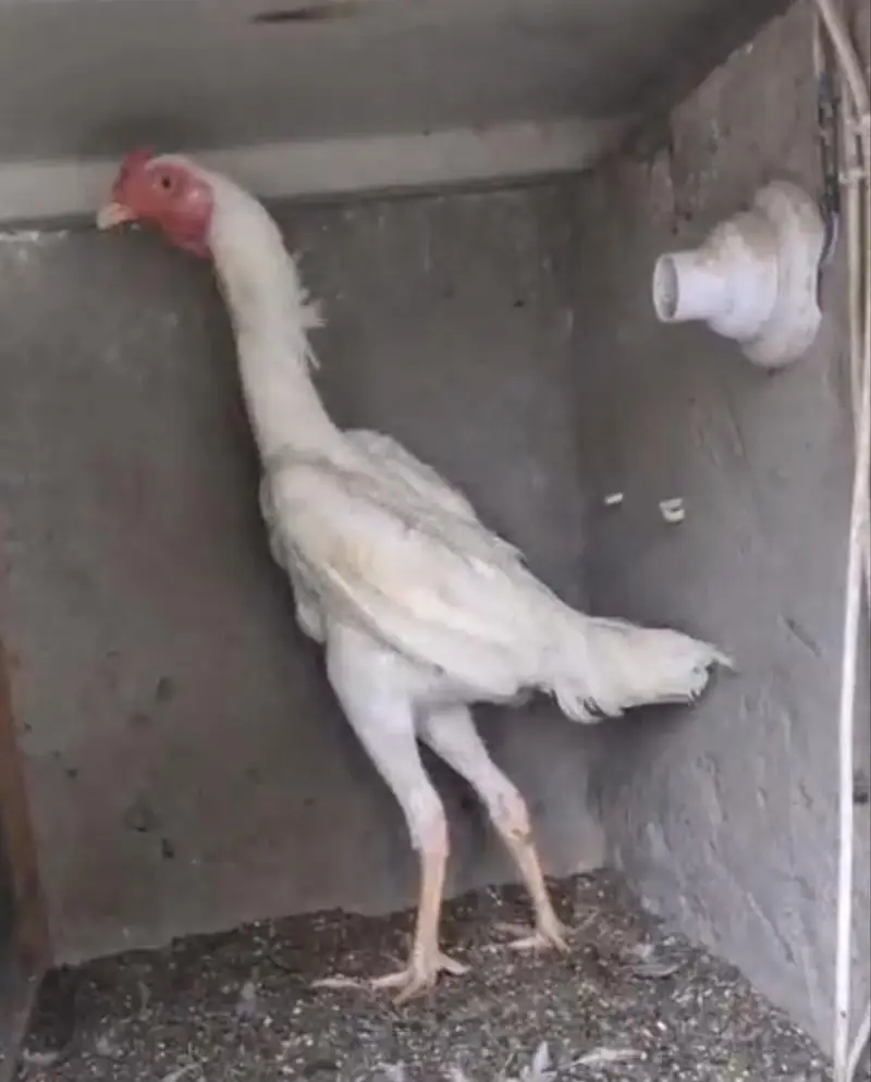 shamo chicks/white shàmo/shamo mianwali/shàmo male/shamo female/aseel — photo 11