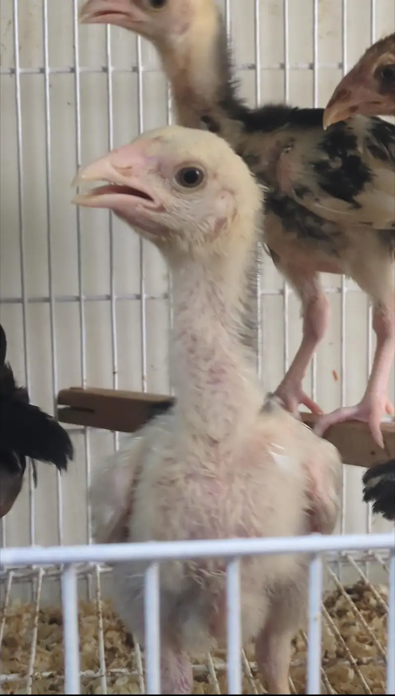 shamo chicks/white shàmo/shamo mianwali/shàmo male/shamo female/aseel — photo 12
