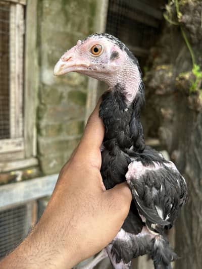 Home Breed lakha pairs