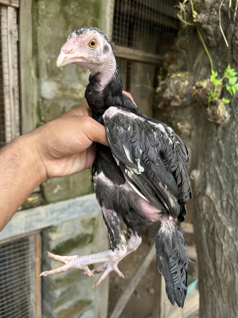 Home Breed lakha pairs — photo 2