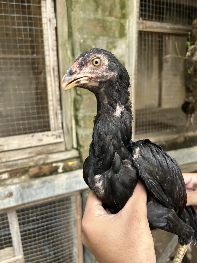 Home Breed lakha pairs — photo 3