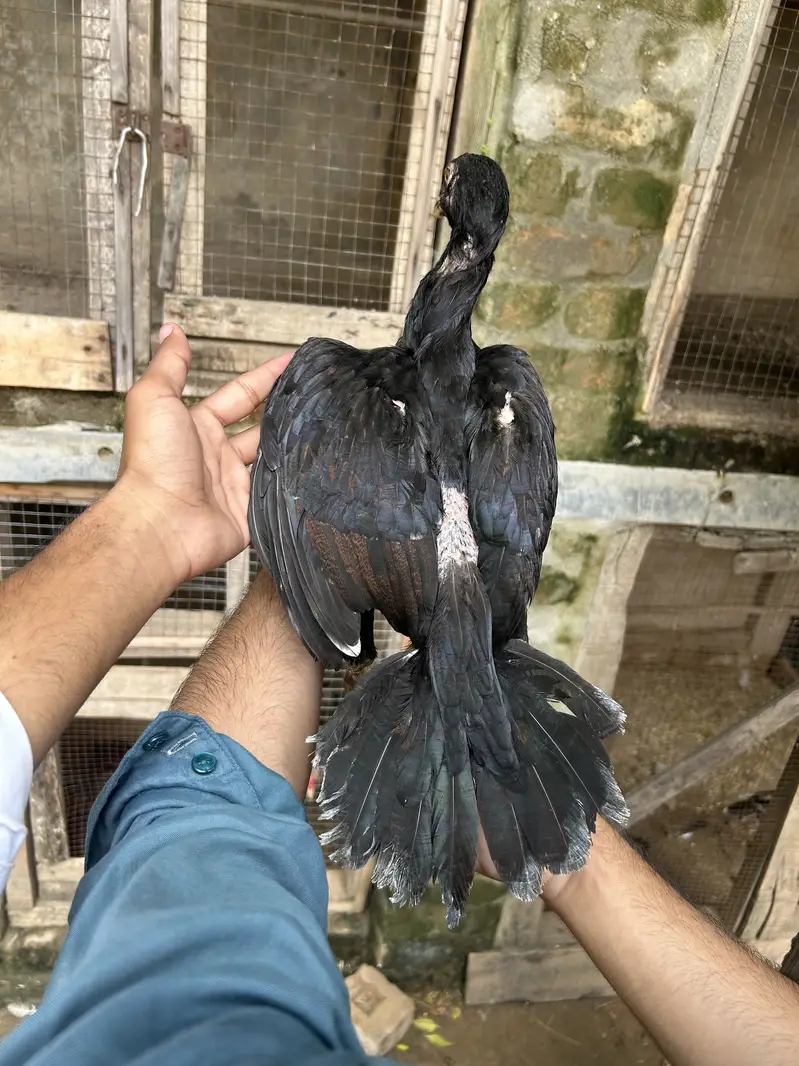 Home Breed lakha pairs — photo 4
