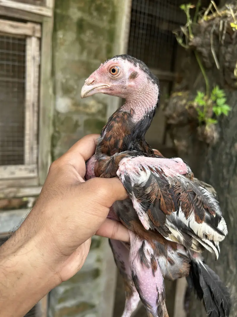 Home Breed lakha pairs — photo 6