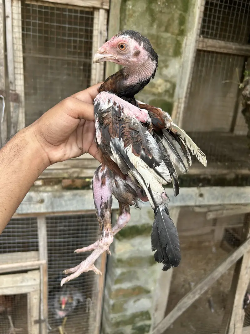Home Breed lakha pairs — photo 7