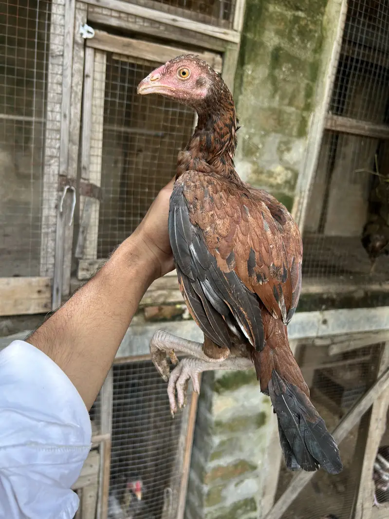 Home Breed lakha pairs — photo 10