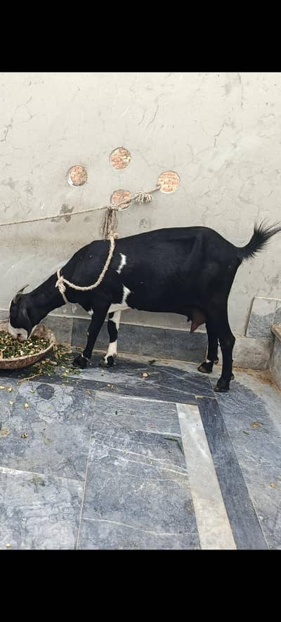 Pure Teddi Bakri