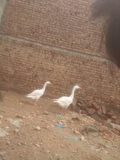 for sale chkri road Rawalpindi urgent