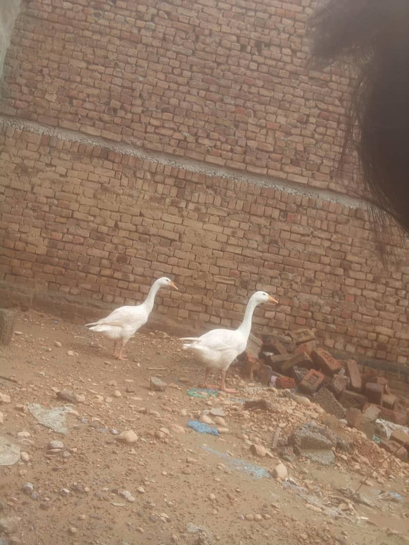 ducks 0