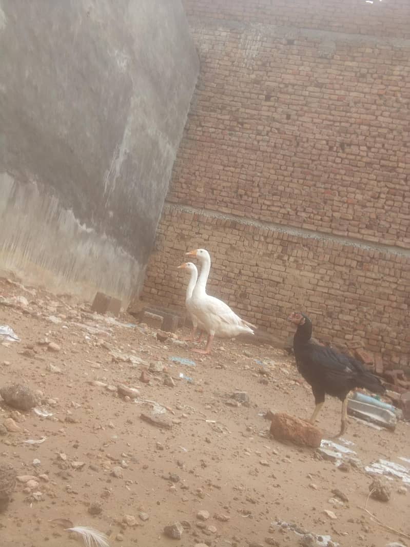 ducks 1