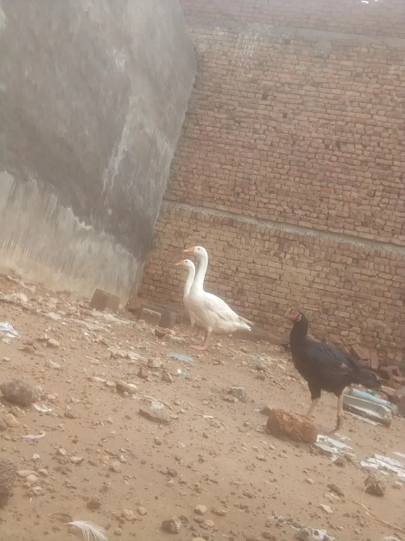ducks — photo 2