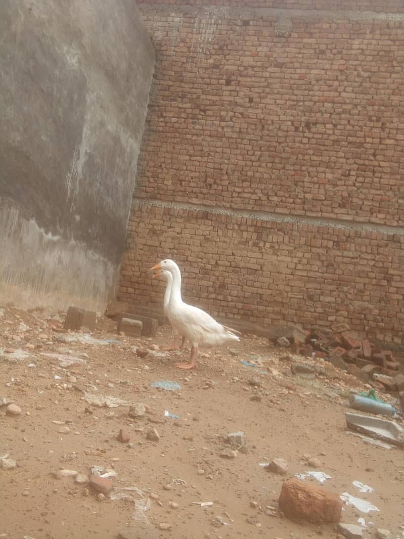 ducks 2