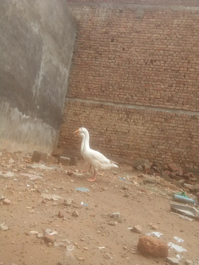 ducks — photo 3