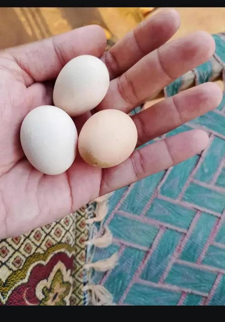 ایکٹو ہیں 1
