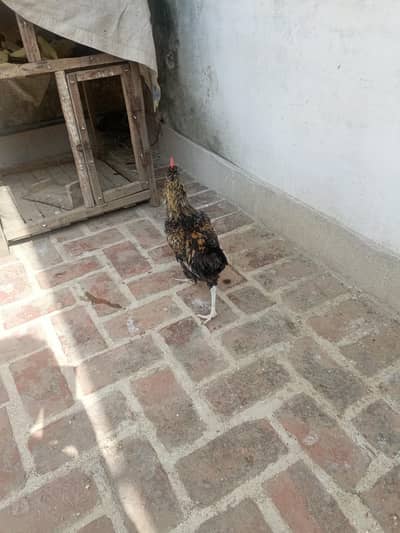 home breed