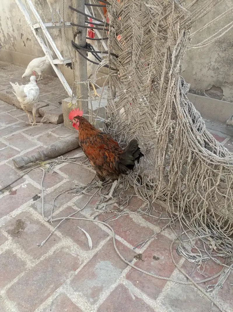 home breed — photo 2