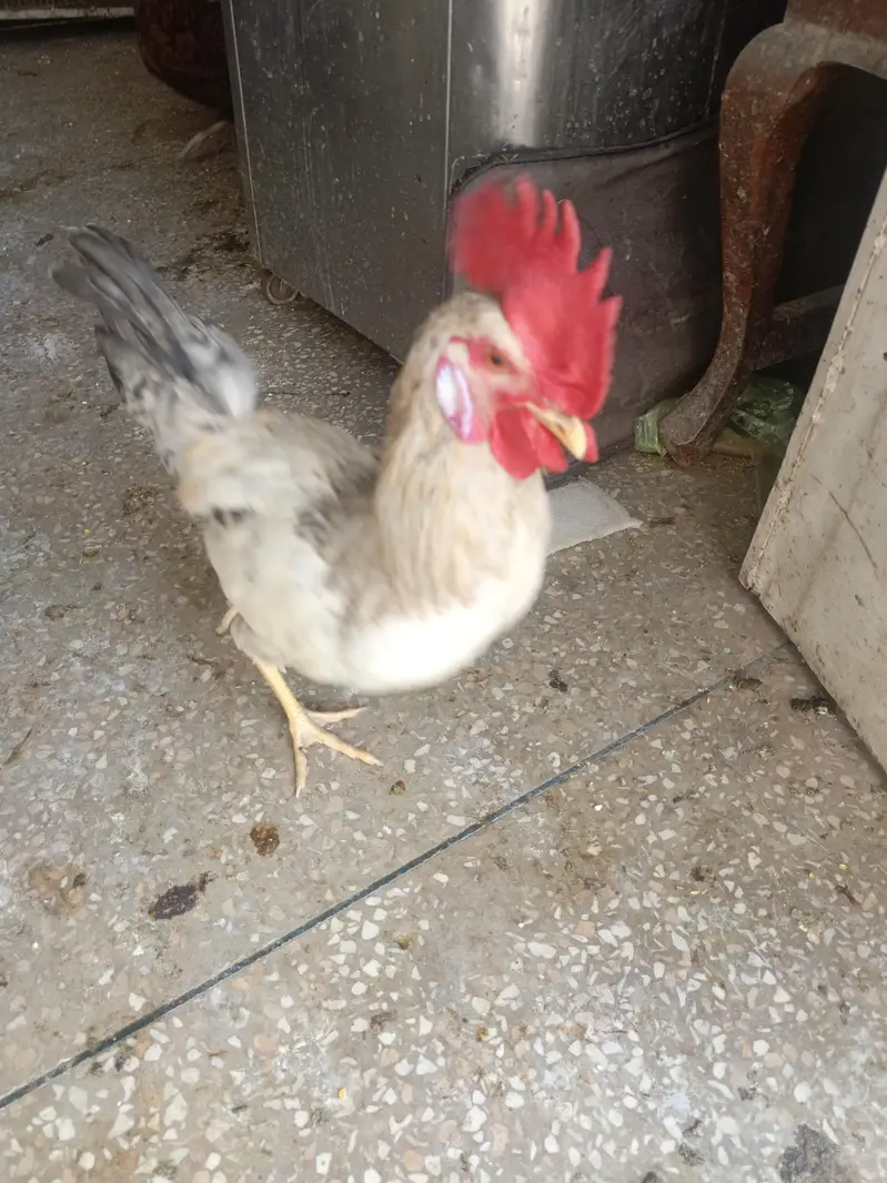 home breed — photo 3