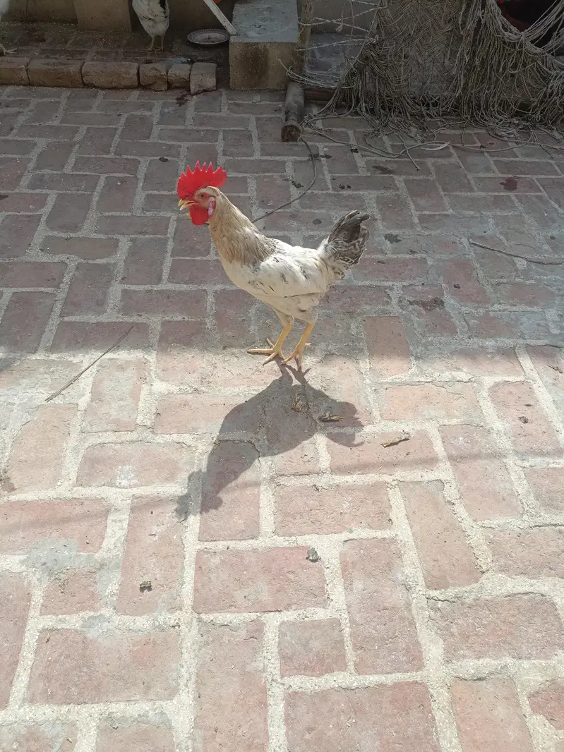 home breed — photo 5