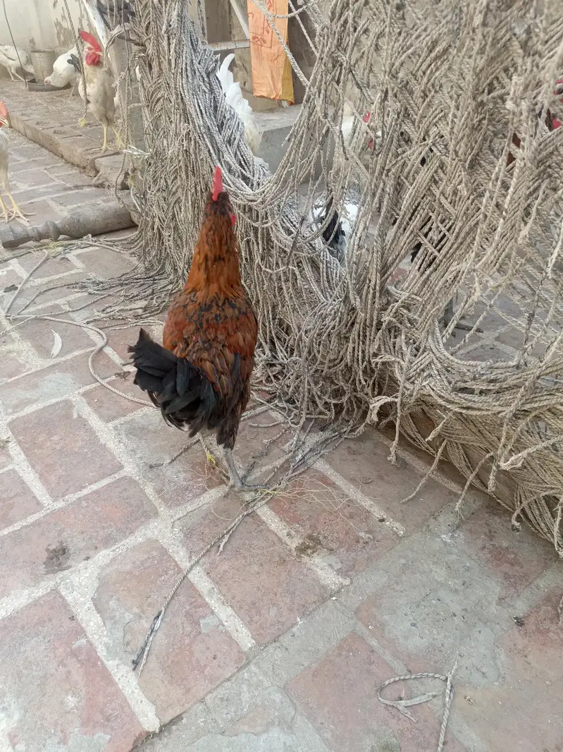 home breed — photo 6