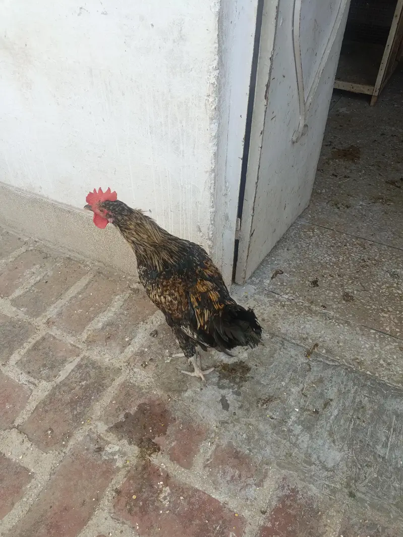 home breed — photo 8
