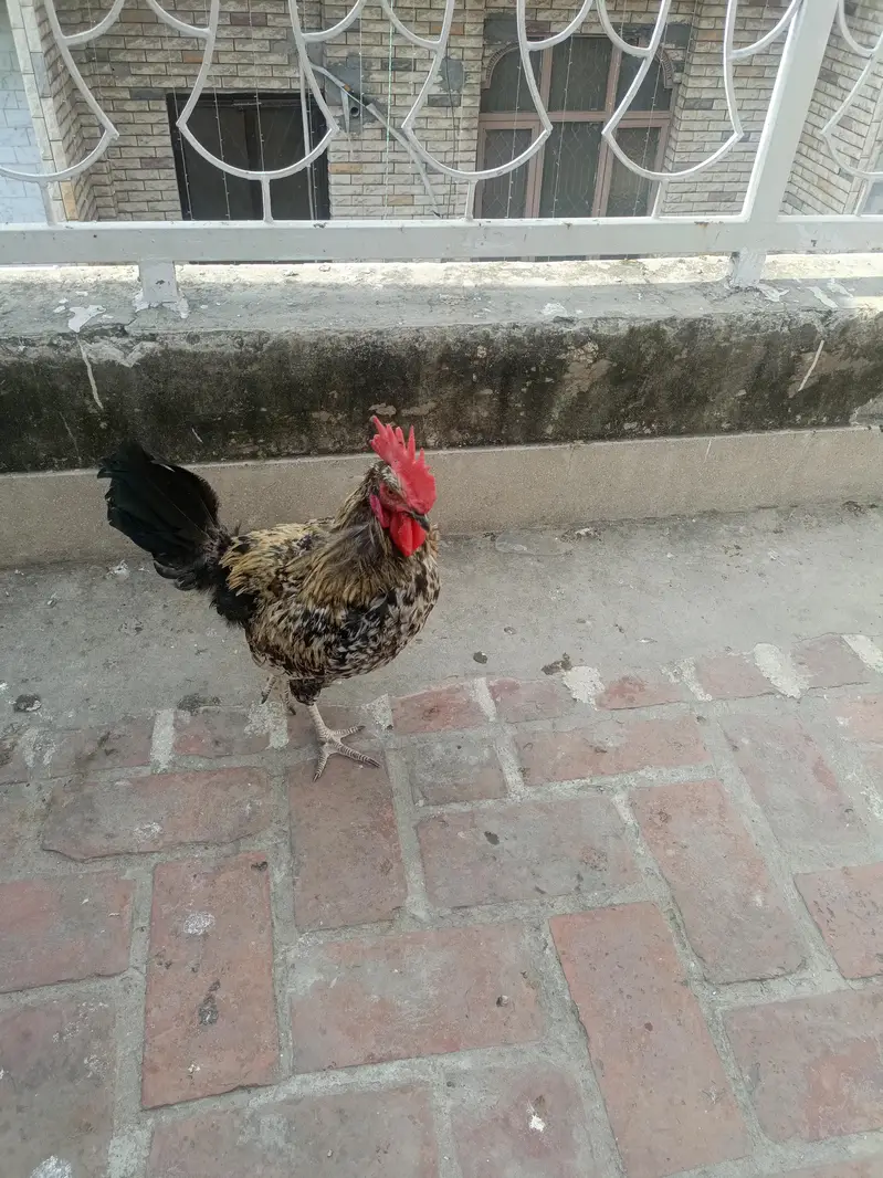 home breed — photo 10