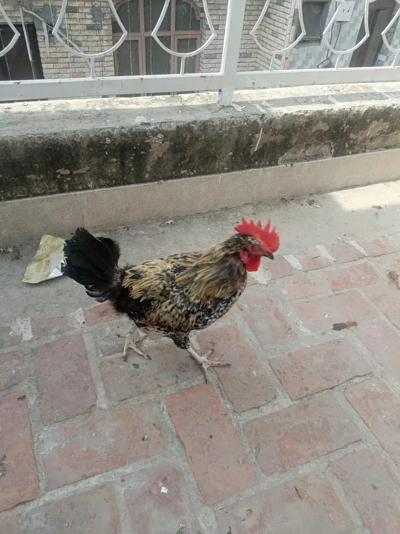home breed — photo 11
