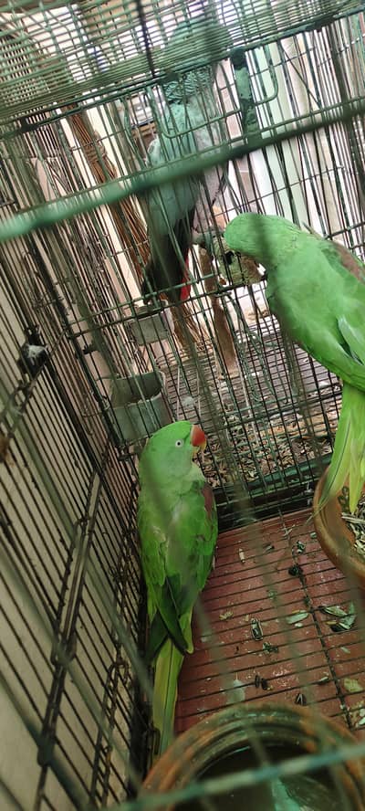 raw parrot 1 male 2 female
