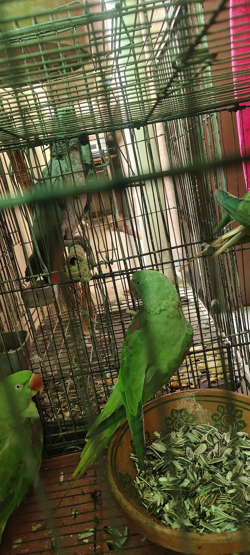 raw parrot 1 male 2 female — photo 2