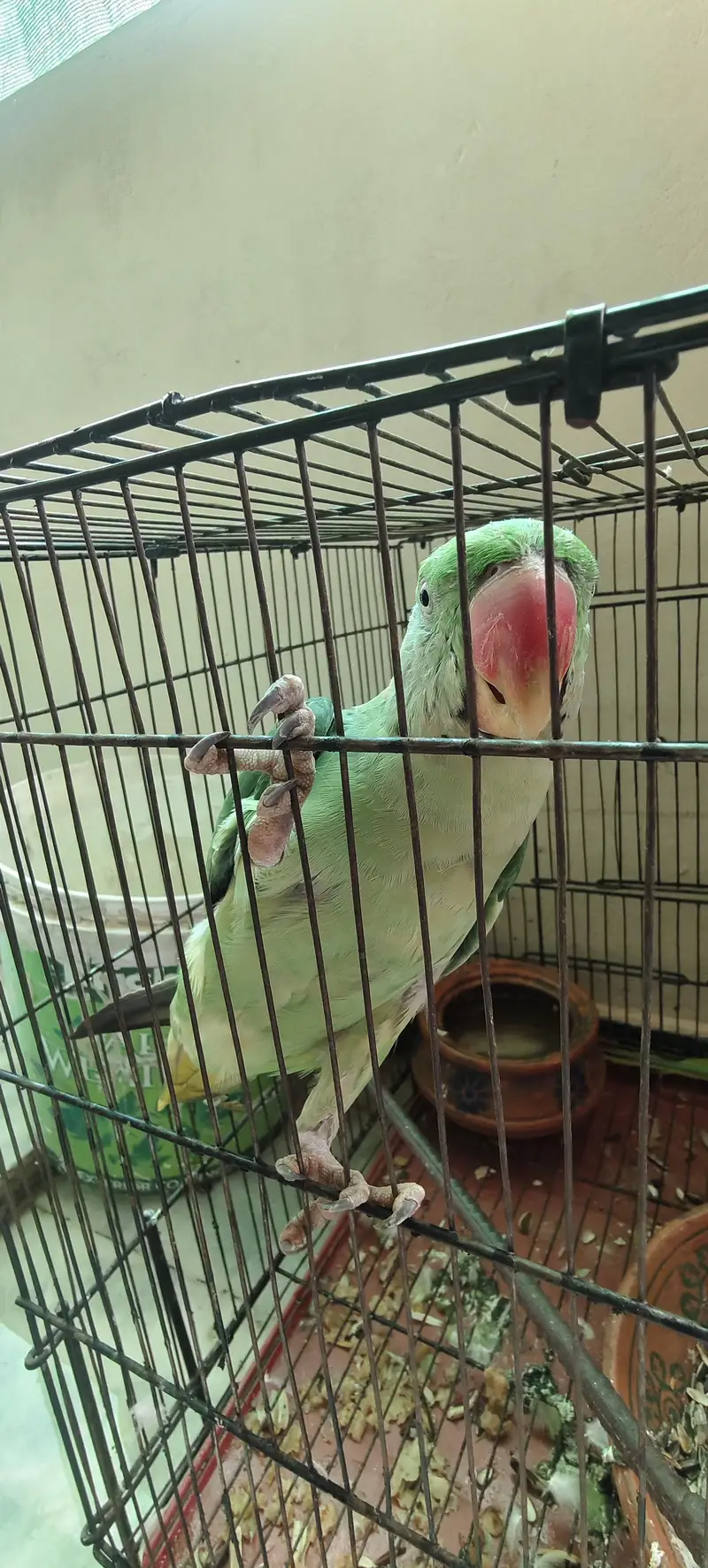 raw parrot 1 male 2 female — photo 3
