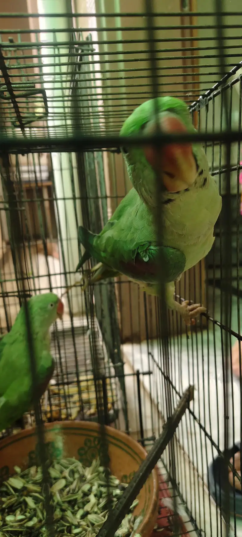 raw parrot 1 male 2 female — photo 4