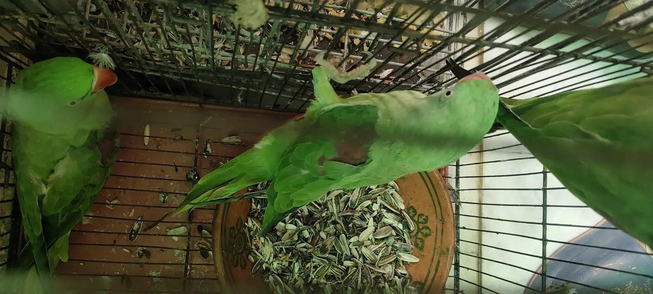 raw parrot 1 male 2 female — photo 5