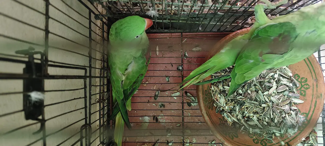 raw parrot 1 male 2 female — photo 6