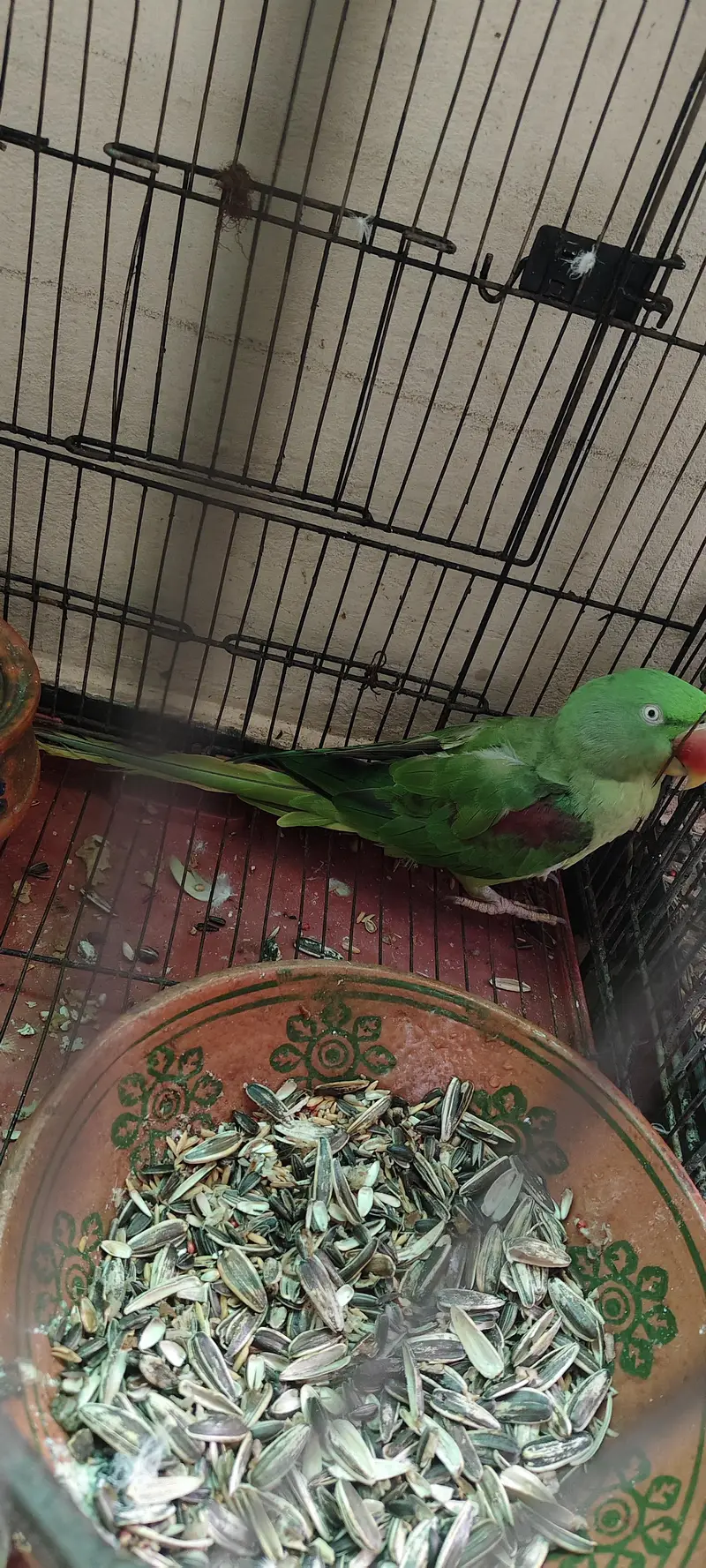 raw parrot 1 male 2 female — photo 7