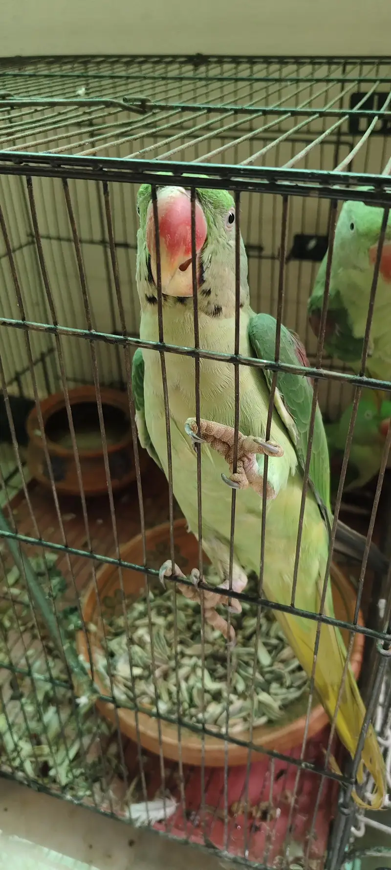 raw parrot 1 male 2 female — photo 8