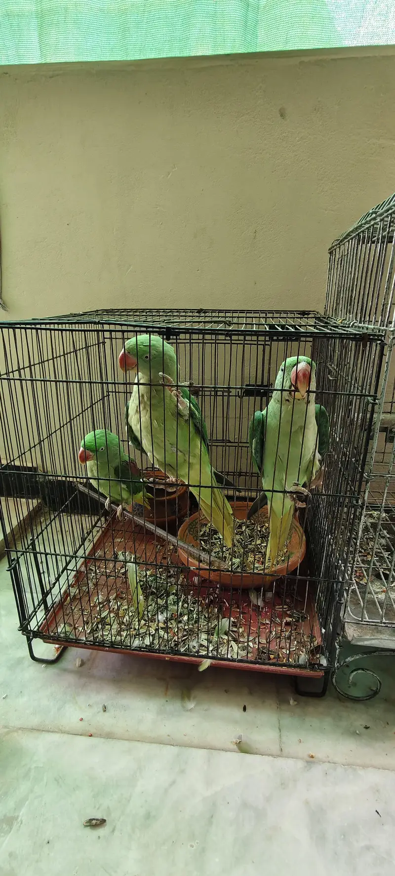 raw parrot 1 male 2 female — photo 9