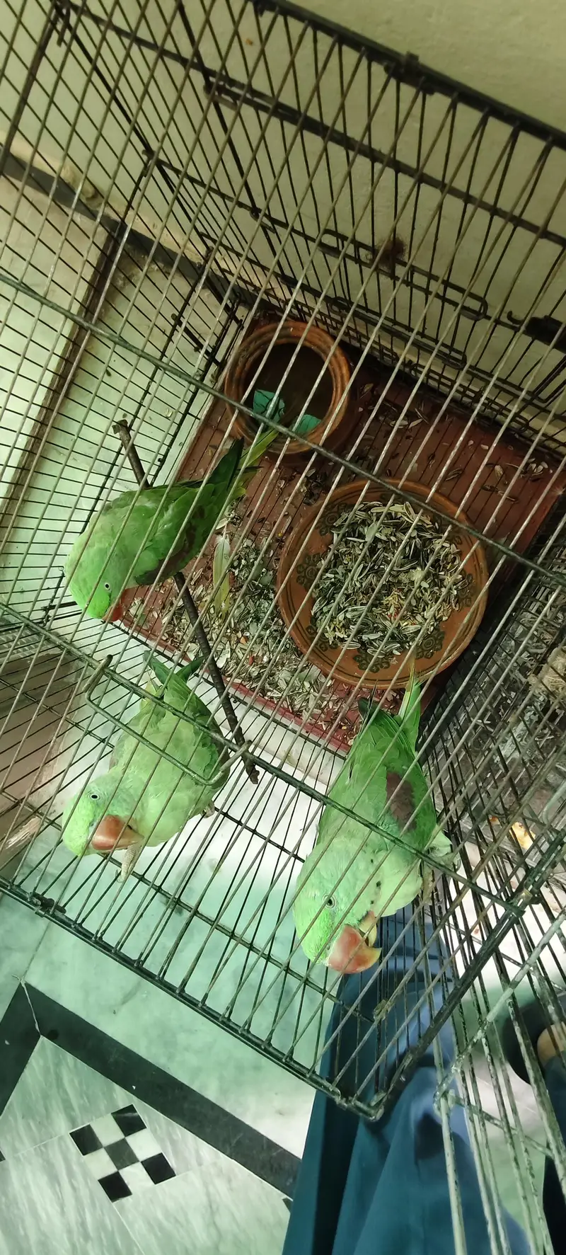 raw parrot 1 male 2 female — photo 10