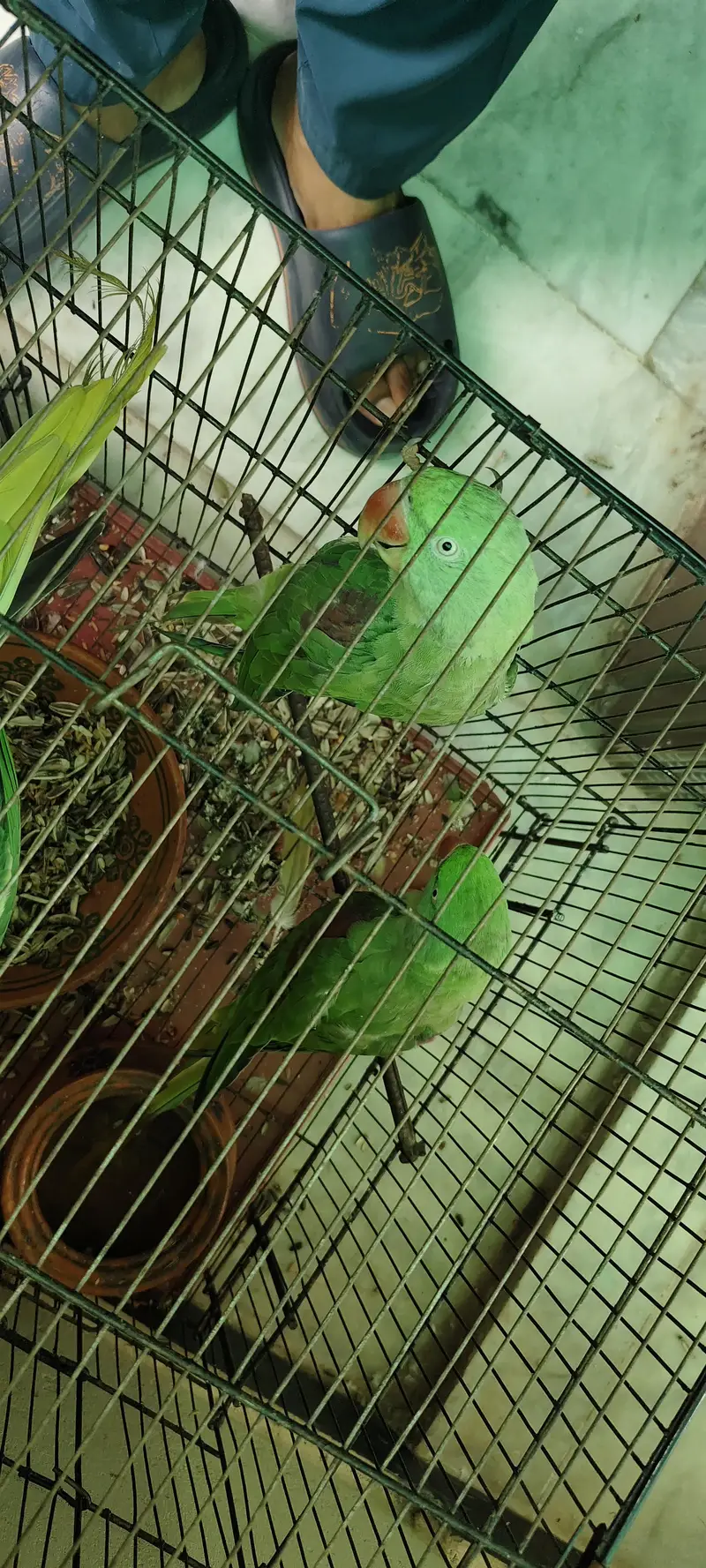 raw parrot 1 male 2 female — photo 11